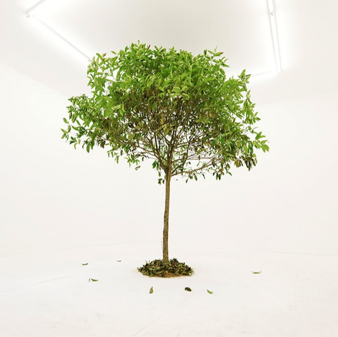 John Yuyi, I Tree to Call You, 2018, Gallery Vacancy